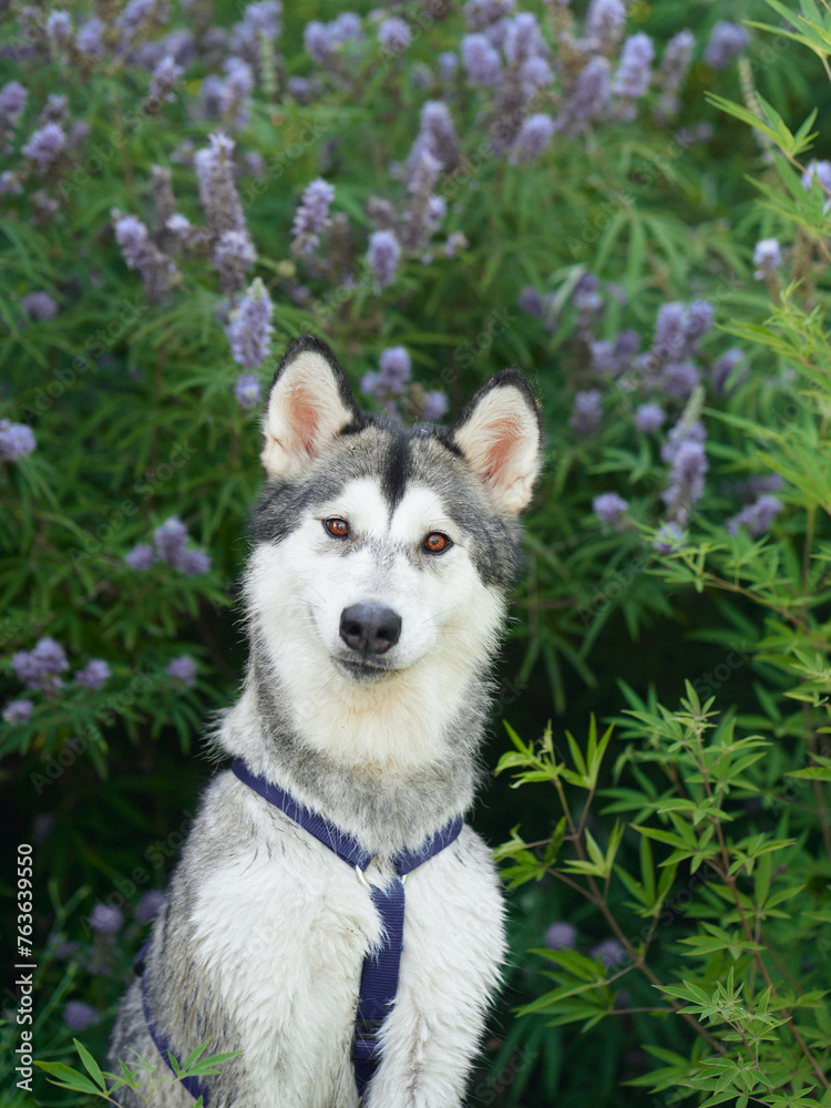 Siberian Husky dog sits attentively against a lavender bush, its striking features exuding a friendly alertness Siberian Husky dog sits attentively against a lavender bush, its striking features exuding a friendly alertness