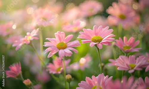 Field of pink daisy flower close-up, Generative AI 