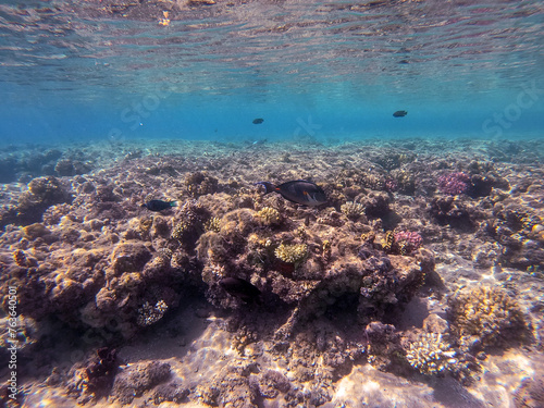 Surgeon fish or sohal tang fish (Acanthurus sohal) at the Red Sea coral reef.. © kostik2photo