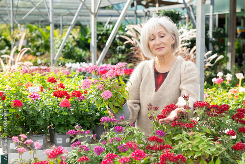 Elderly woman buyer buys plant in flower market - she chose red pentas in hanging pot. High quality photo © JackF