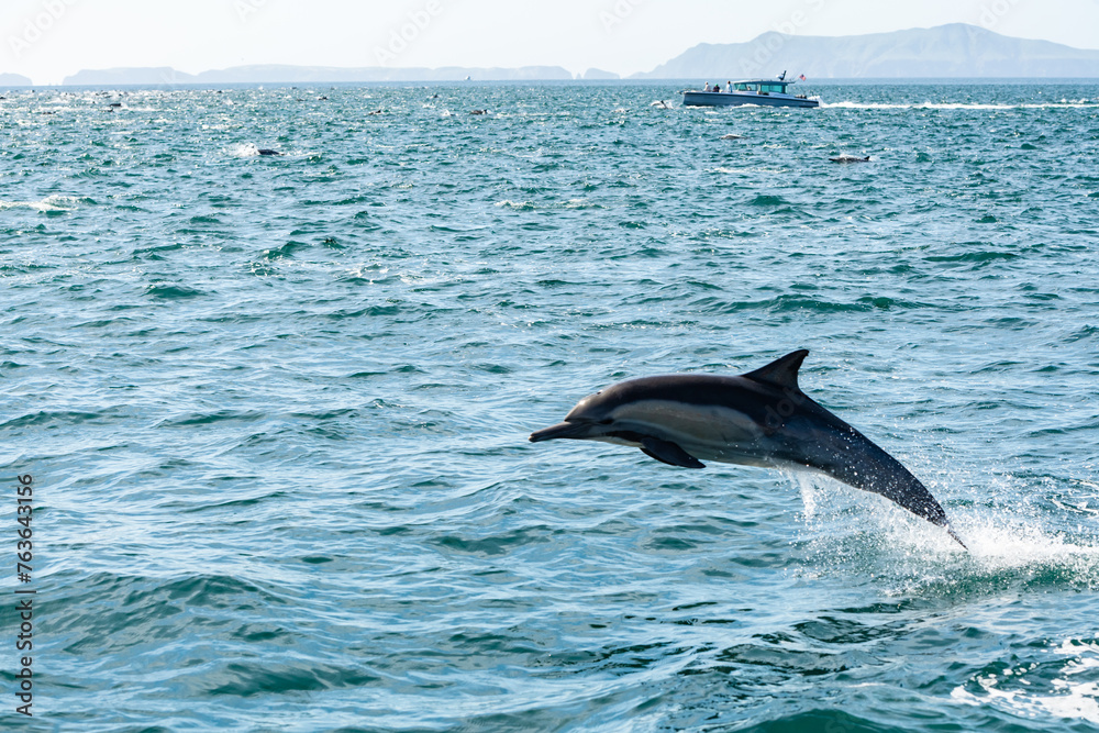 Fototapeta premium Pod of common dolphins in the Pacific Ocean