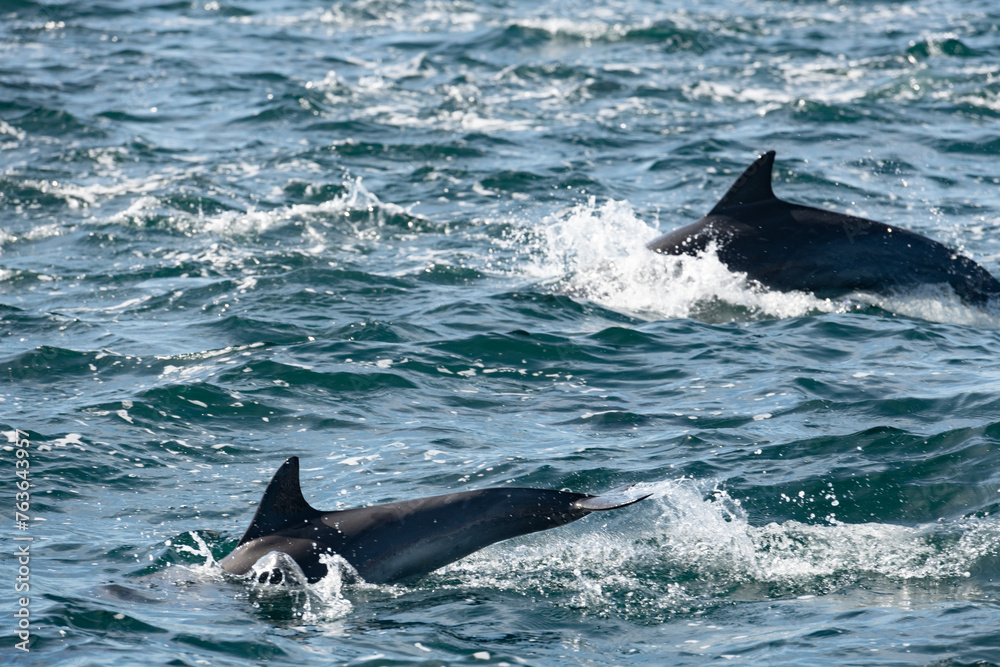 Pod of common dolphins in the Pacific Ocean Pod of common dolphins in the Pacific Ocean