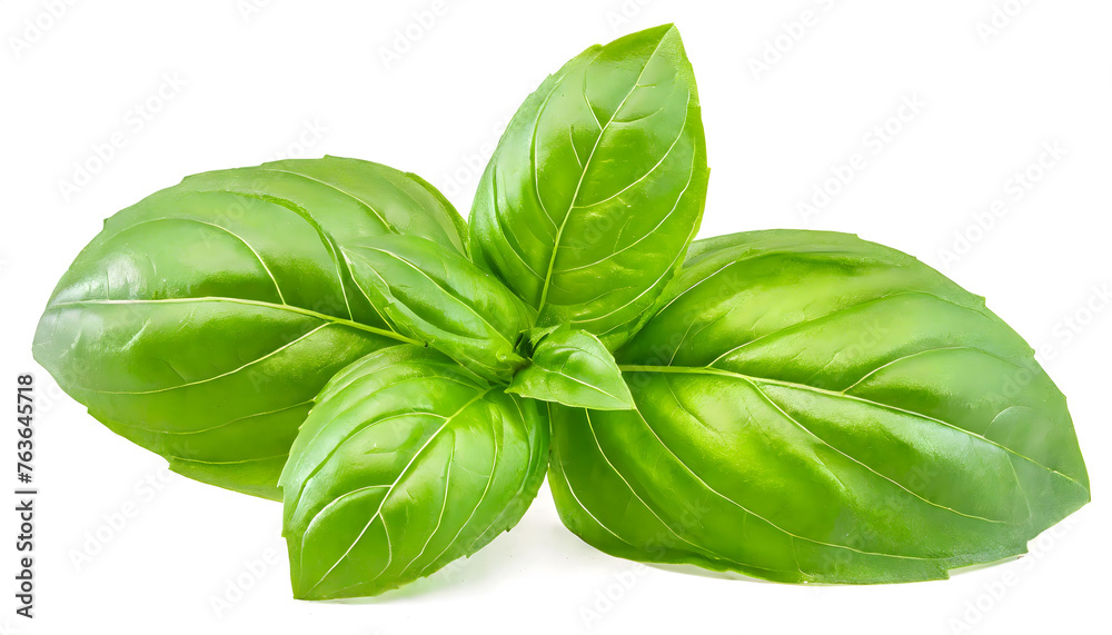 Fototapeta premium Fresh green basil leaves isolated on white background