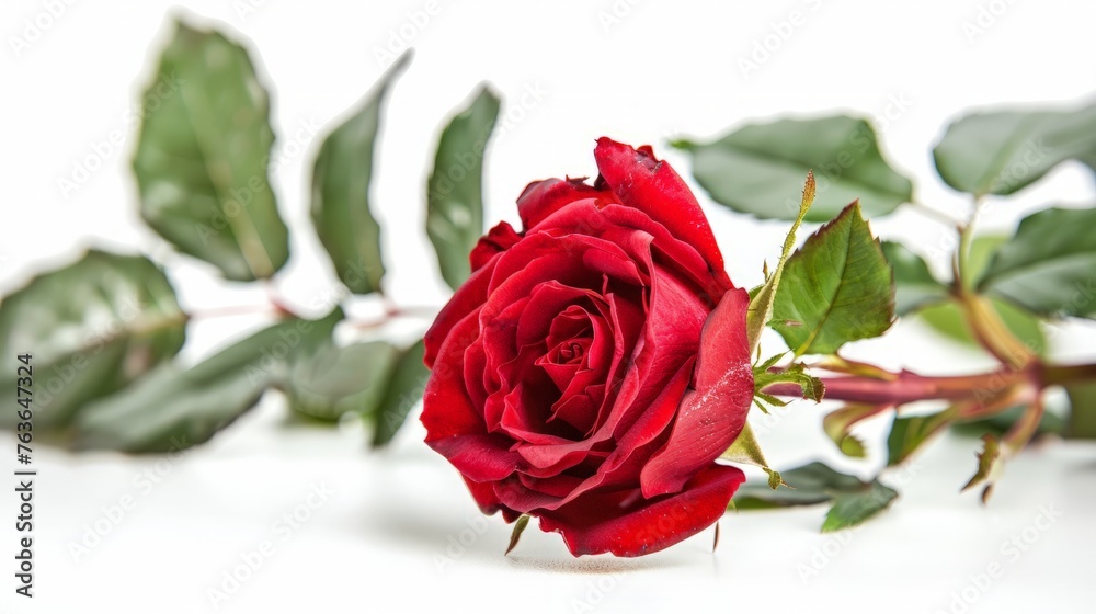 Fototapeta premium red rose isolated on white background