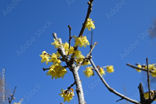 groups of yellow winter sweet flowers blossoms on a branch under blue sky background in sunny afternoon