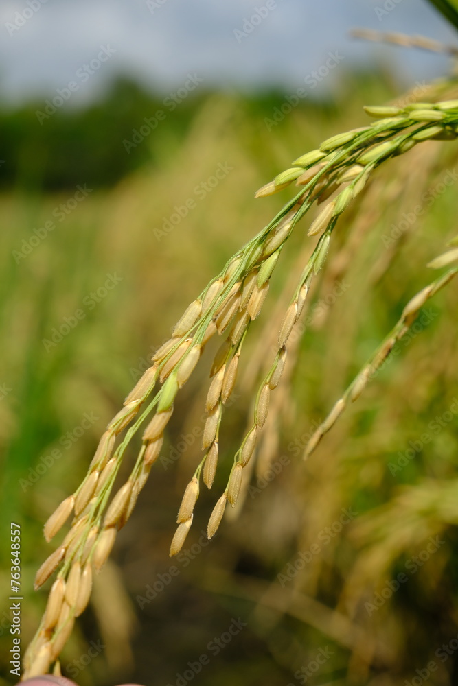 Rice grains in rice fields with blurred background Rice grains in rice fields with blurred background