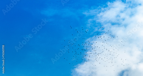 Birds flock fly on the blue sky.