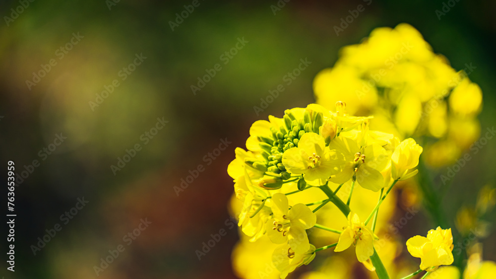 菜の花 菜の花