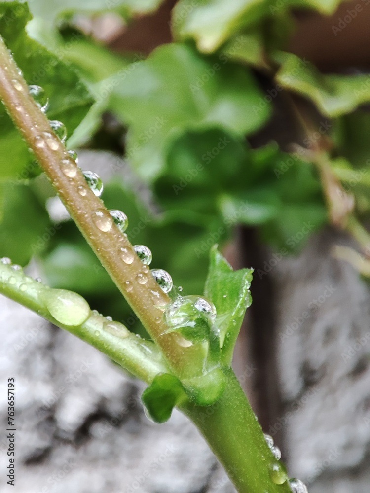 Fototapeta premium Rain and plants