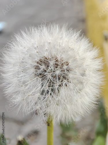 Dragon flower