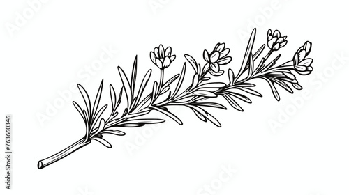 Rosemary hand drawn single flower engraving or sket