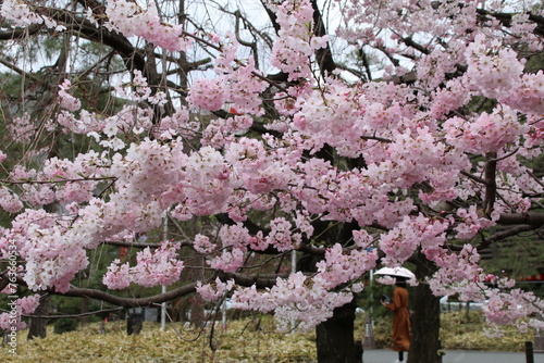 千鳥ヶ淵の桜。国立劇場前の神代曙。 photo