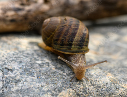 Big snail in shell crawling on road 2
