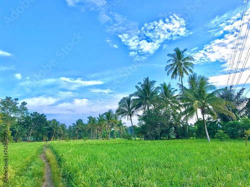 beautiful view of coconut trees in green rice fields, In the view of the green coconut tree