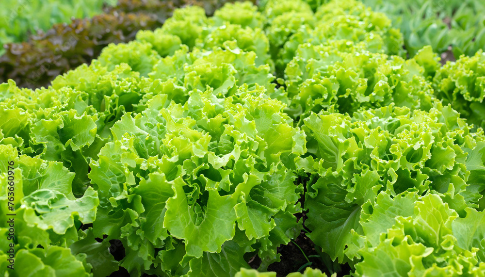 Closeup of rows of organic healthy green lettuce plants. Local vegetable planting farm. Fresh Green Curly iceberg salad leaves growing texture. Natural vegetable garden background. Copy space Closeup of rows of organic healthy green lettuce plants. Local vegetable planting farm. Fresh Green Curly iceberg salad leaves growing texture. Natural vegetable garden background. Copy space