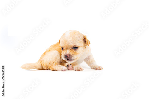 Chihuahua puppy, longhaired on white backgroud, close-up.