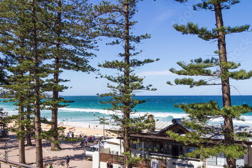 Photography Norfolk Island Palm Trees