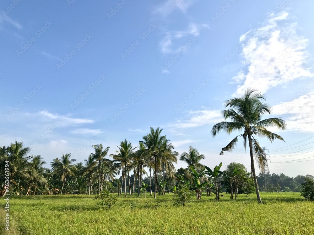 beautiful view of coconut trees in green rice fields, In the view of the green coconut tree, the dancing rice resembles a beautiful ballet under the blue sky beautiful view of coconut trees in green rice fields, In the view of the green coconut tree, the dancing rice resembles a beautiful ballet under the blue sky