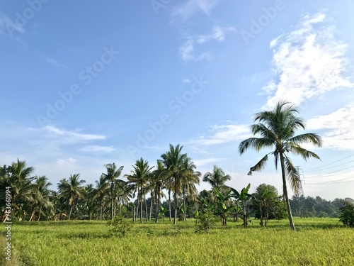 beautiful view of coconut trees in green rice fields, In the view of the green coconut tree, the dancing rice resembles a beautiful ballet under the blue sky
