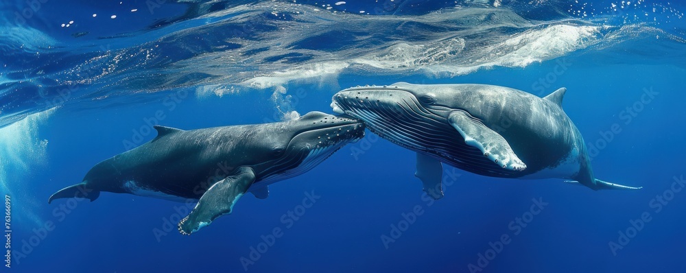Naklejka premium An adult whale and a baby Humpback Whale are playing under the sea