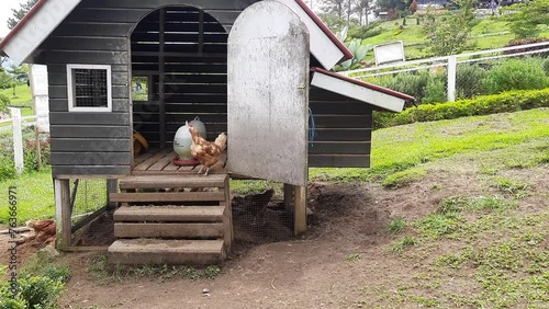 Hens doing activities around their coop at a farm tourist attraction photo