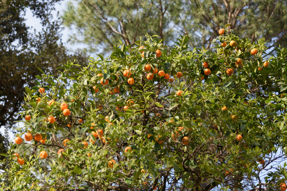 Lush crown of an orange tree - branches strewn with bright juicy ripe oranges