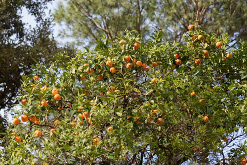 Obraz na płótnie Lush crown of an orange tree - branches strewn with bright juicy ripe oranges w salonie