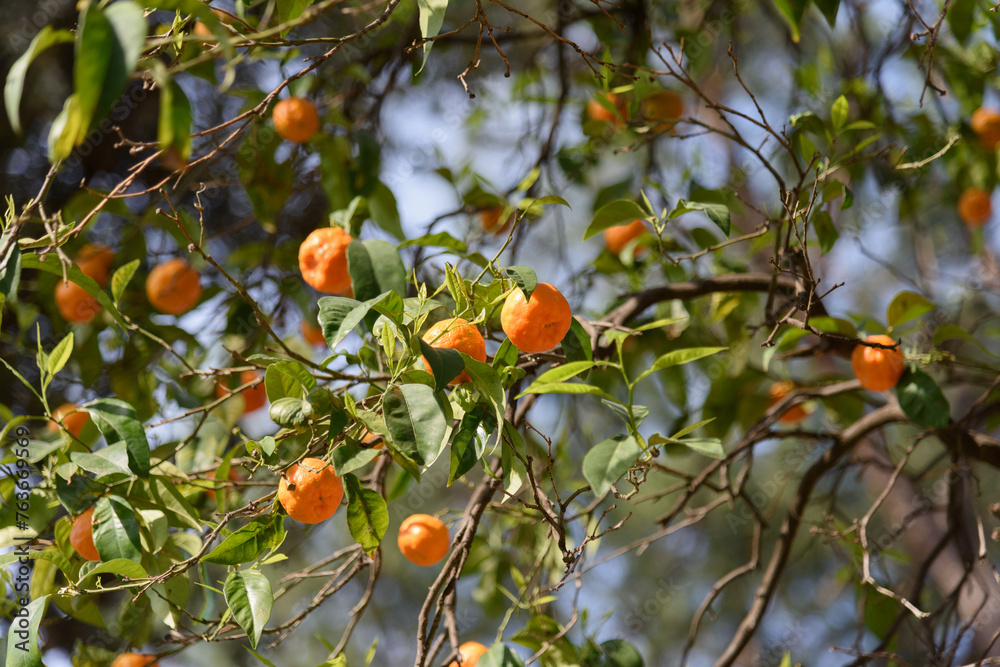 Large juicy orange oranges hanging on a tree branch against the blue sky, sunny day in the garden - blurred background, bokeh effect