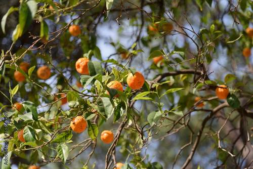 Obraz na płótnie Large juicy orange oranges hanging on a tree branch against the blue sky, sunny day in the garden - blurred background, bokeh effect w salonie