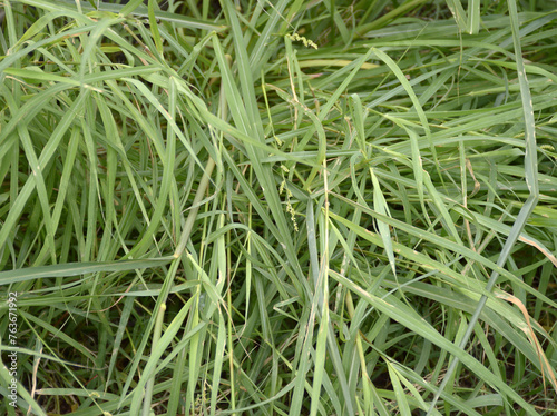 grass texture background close up