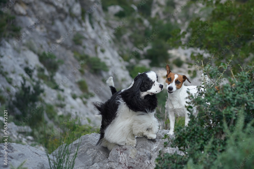 Two dogs share a moment on a rocky outcrop. Cocker Spaniel and a Jack Russell Terrier exhibit companionship in the wild Two dogs share a moment on a rocky outcrop. Cocker Spaniel and a Jack Russell Terrier exhibit companionship in the wild
