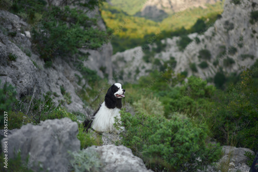 Obraz premium A bi-colored dog atop a mountain trail. The Spaniel looks back with windswept fur, a moment of adventure captured