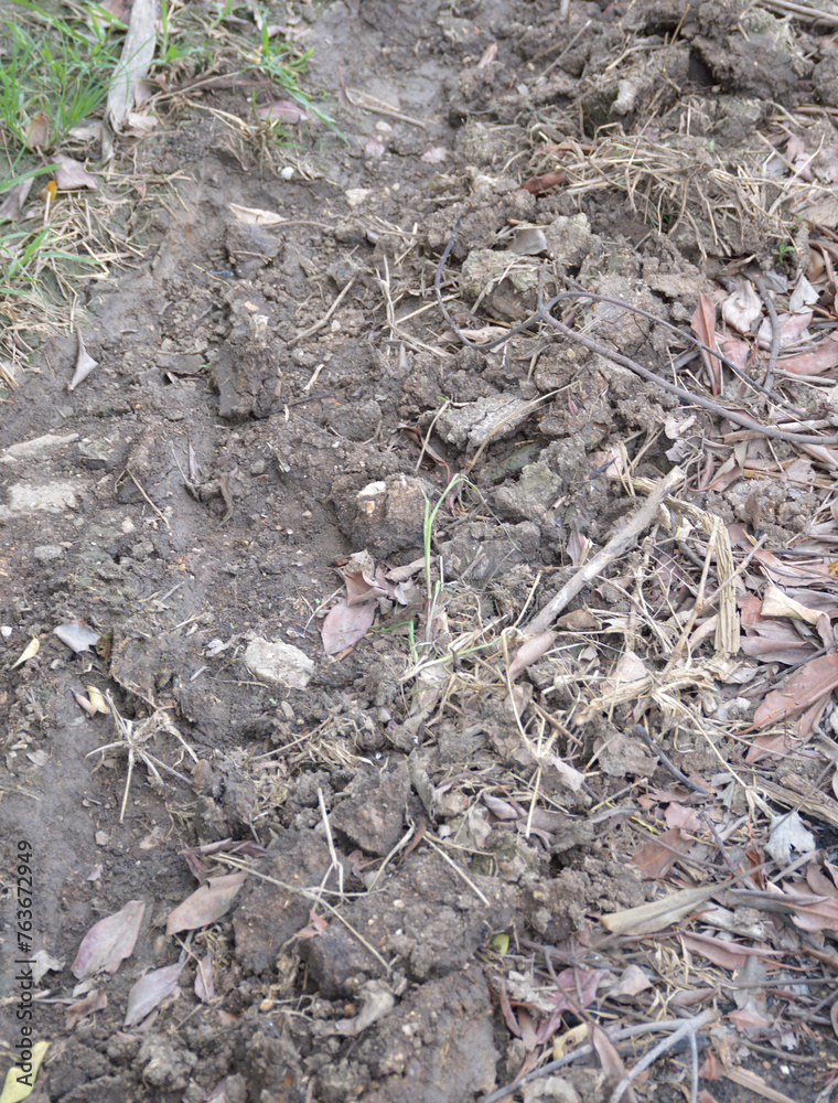 ground and dry grass background