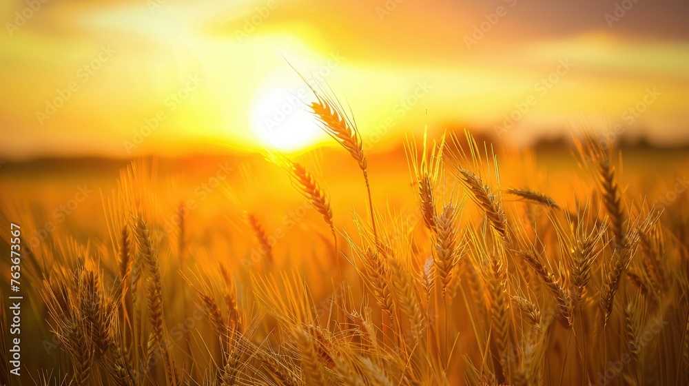 A golden sunset over a field of swaying wheat