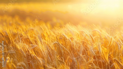 A vast field of golden wheat bathed in the warm light of a setting sun. The wheat sways gently in the wind,