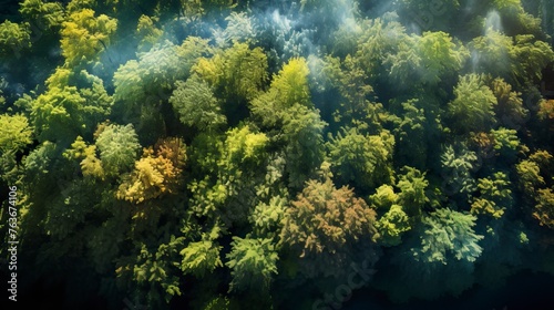 From a bird s eye view  it is a lush forest with luxuriant trees. Forest Image