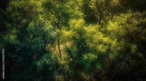 From a bird's eye view, it is a lush forest with luxuriant trees. Forest Image