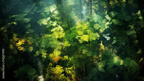 From a bird's eye view, it is a lush forest with luxuriant trees. Forest Image