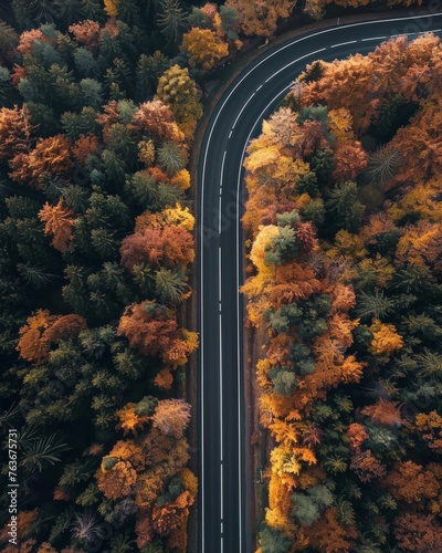 An aerial perspective showing a road cutting through a dense green forest bordered by tall trees on either side © pham