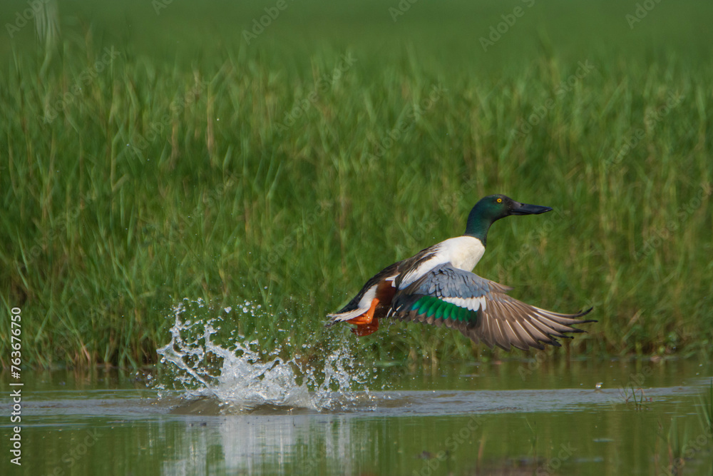 Northern Shoveler duck flying on the water