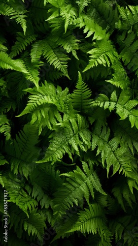 leafy green fern background