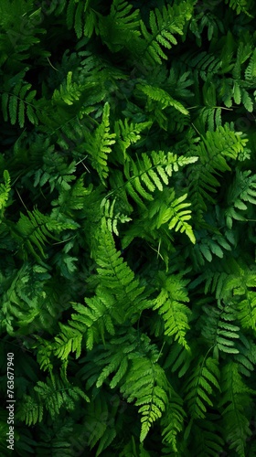 leafy green fern background