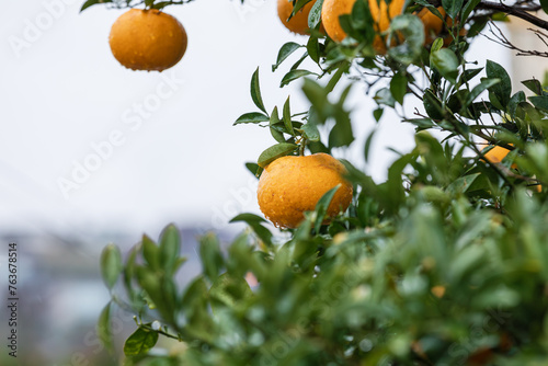 I found a Watson pomelo tree with raindrops forming in a residential area on Jeju Island. Natsumikan, Amanatsu, Citrus natsudaidai photo