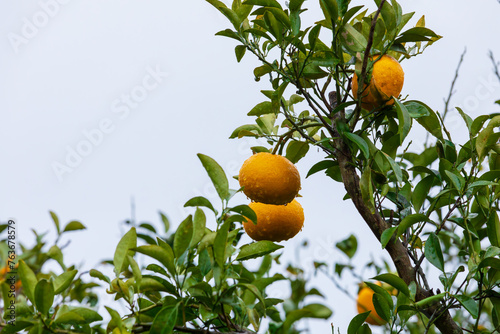 I found a Watson pomelo tree with raindrops forming in a residential area on Jeju Island. Natsumikan, Amanatsu, Citrus natsudaidai photo