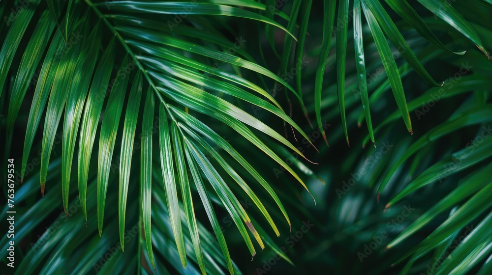 Close-Up of Palm Tree Leaves Close-Up of Palm Tree Leaves