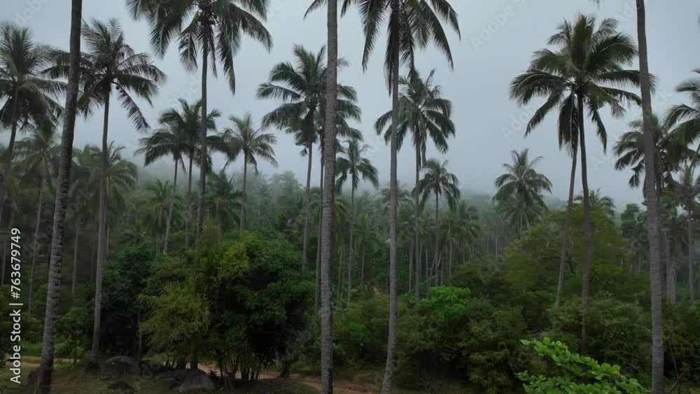 Misty Ko Samui Palmscape Thailand Misty Ko Samui Palmscape Thailand