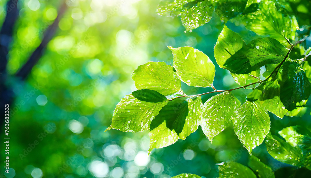 Fresh green. Eco image. Forest bathing. A refreshing image of lush green leaves. Fresh green. Eco image. Forest bathing. A refreshing image of lush green leaves.