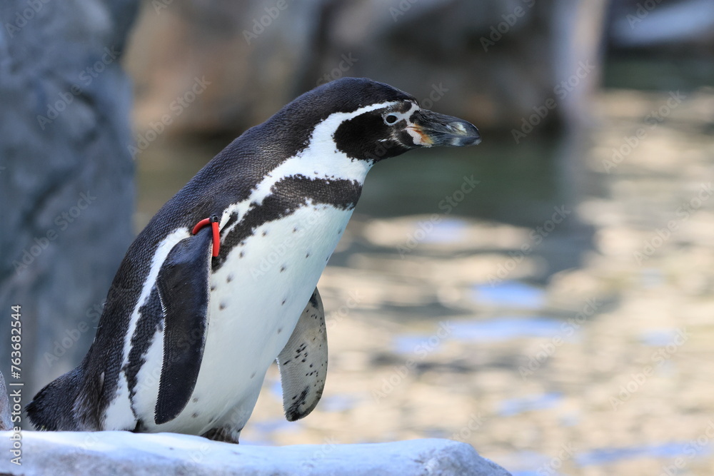 Obraz premium フンボルトペンギン