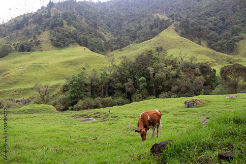 Cocora valley cow photo