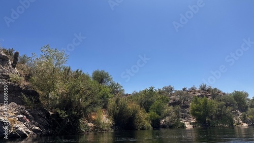 trees on the river